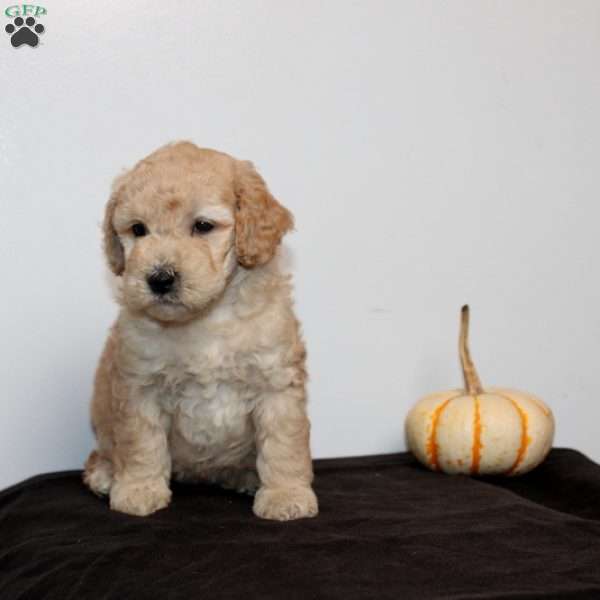 Callandra, Mini Goldendoodle Puppy